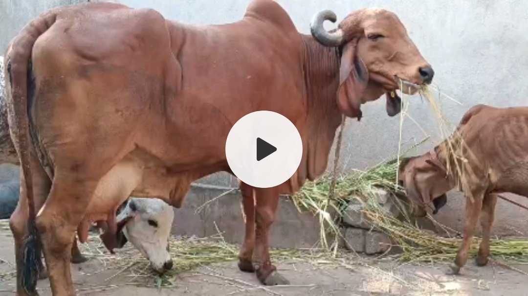 વેચાણ માટે