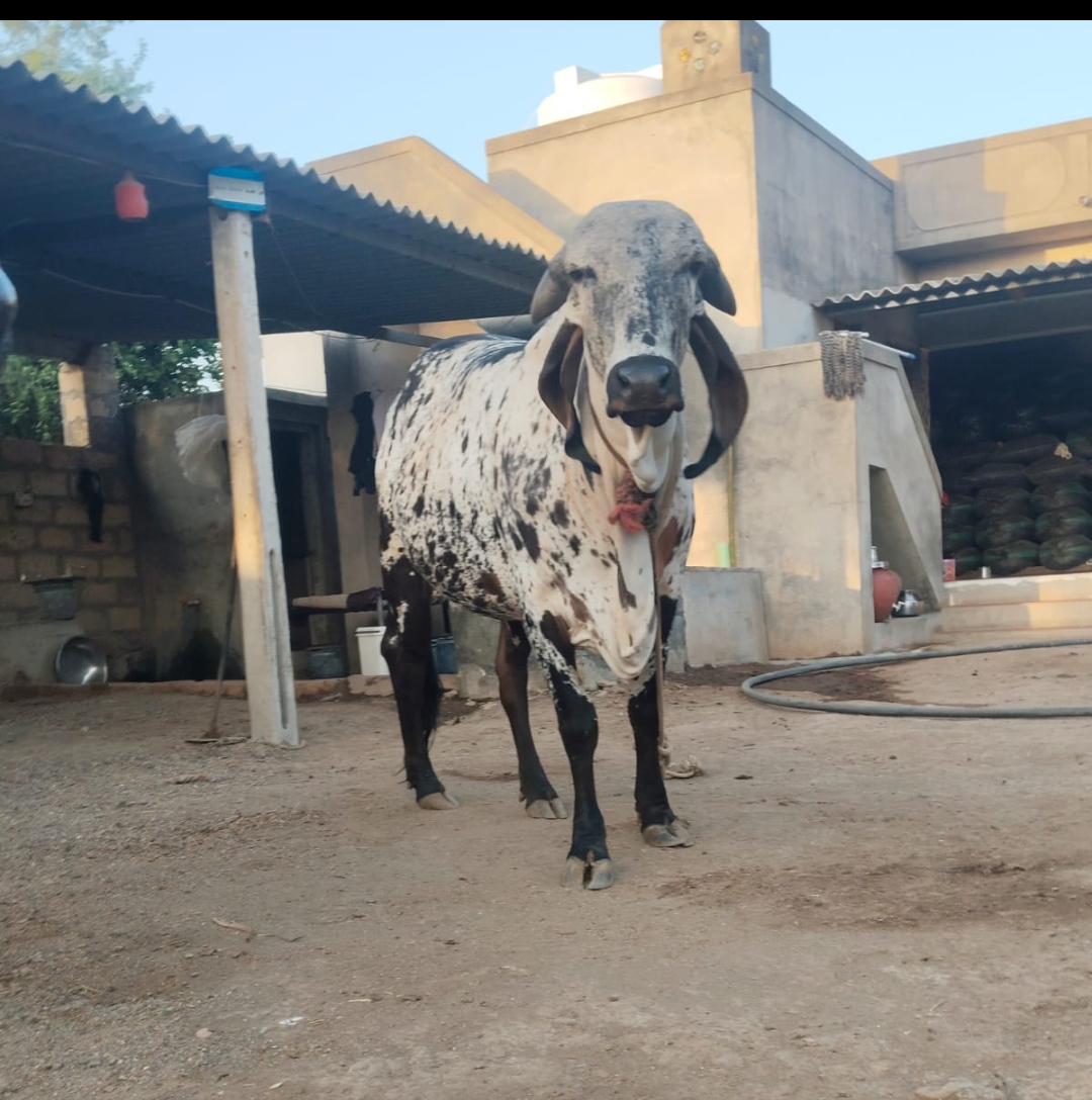 વેચાણ માટે 2