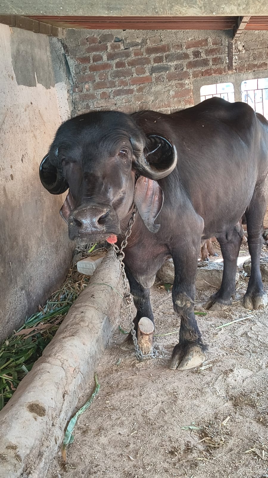 વેચાણ માટે
