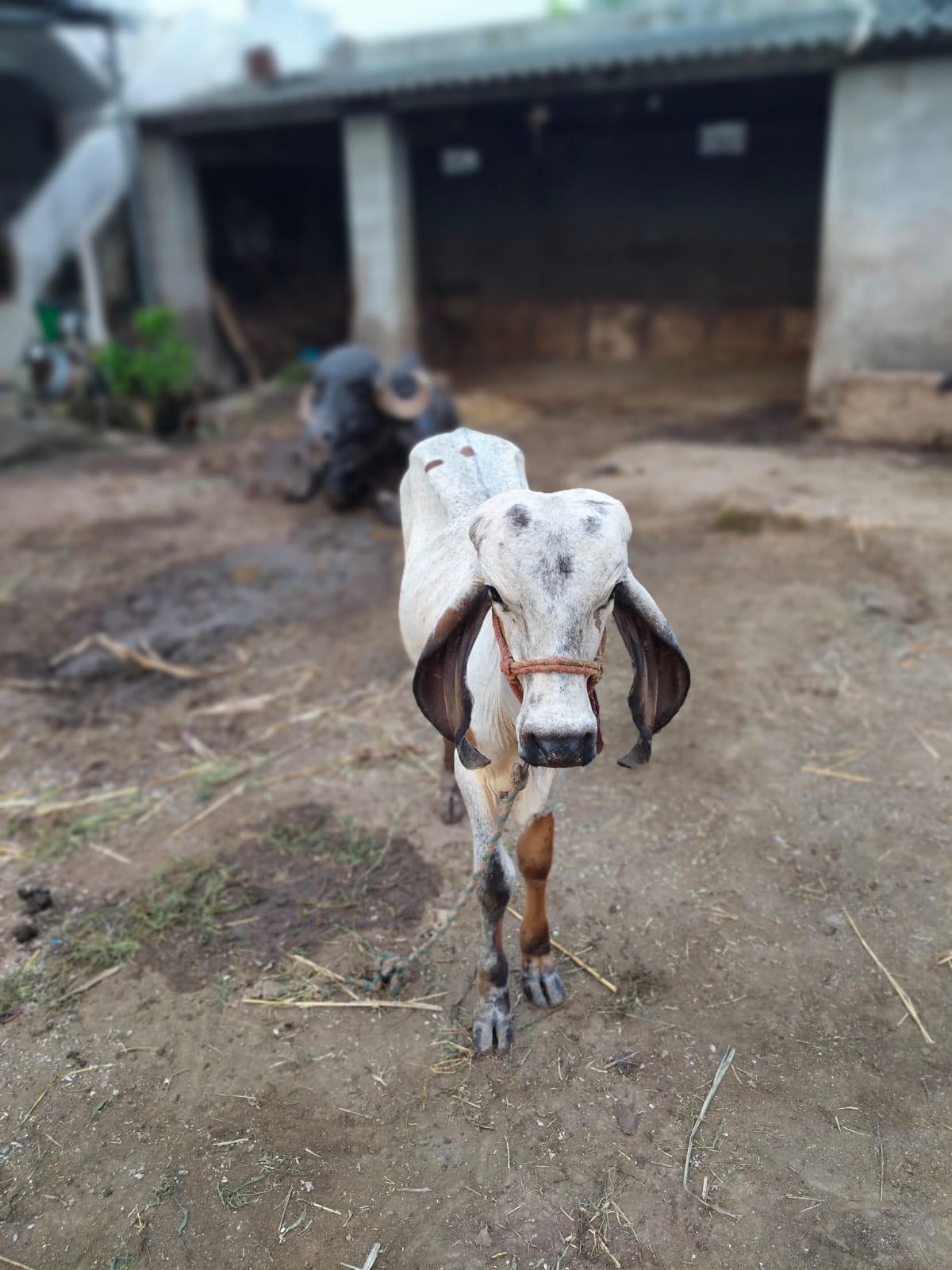 વેચાણ માટે
