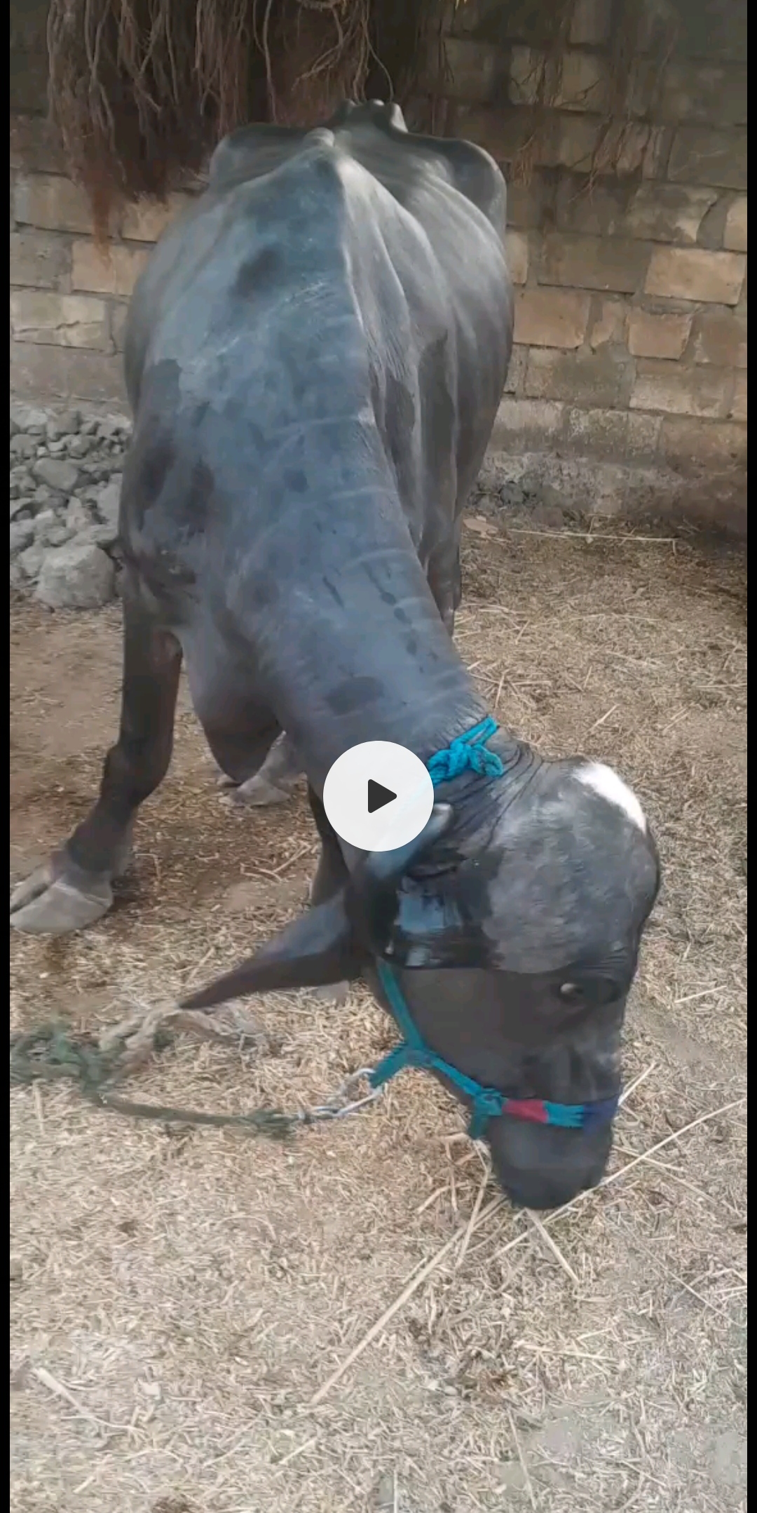 વેચાણ માટે
