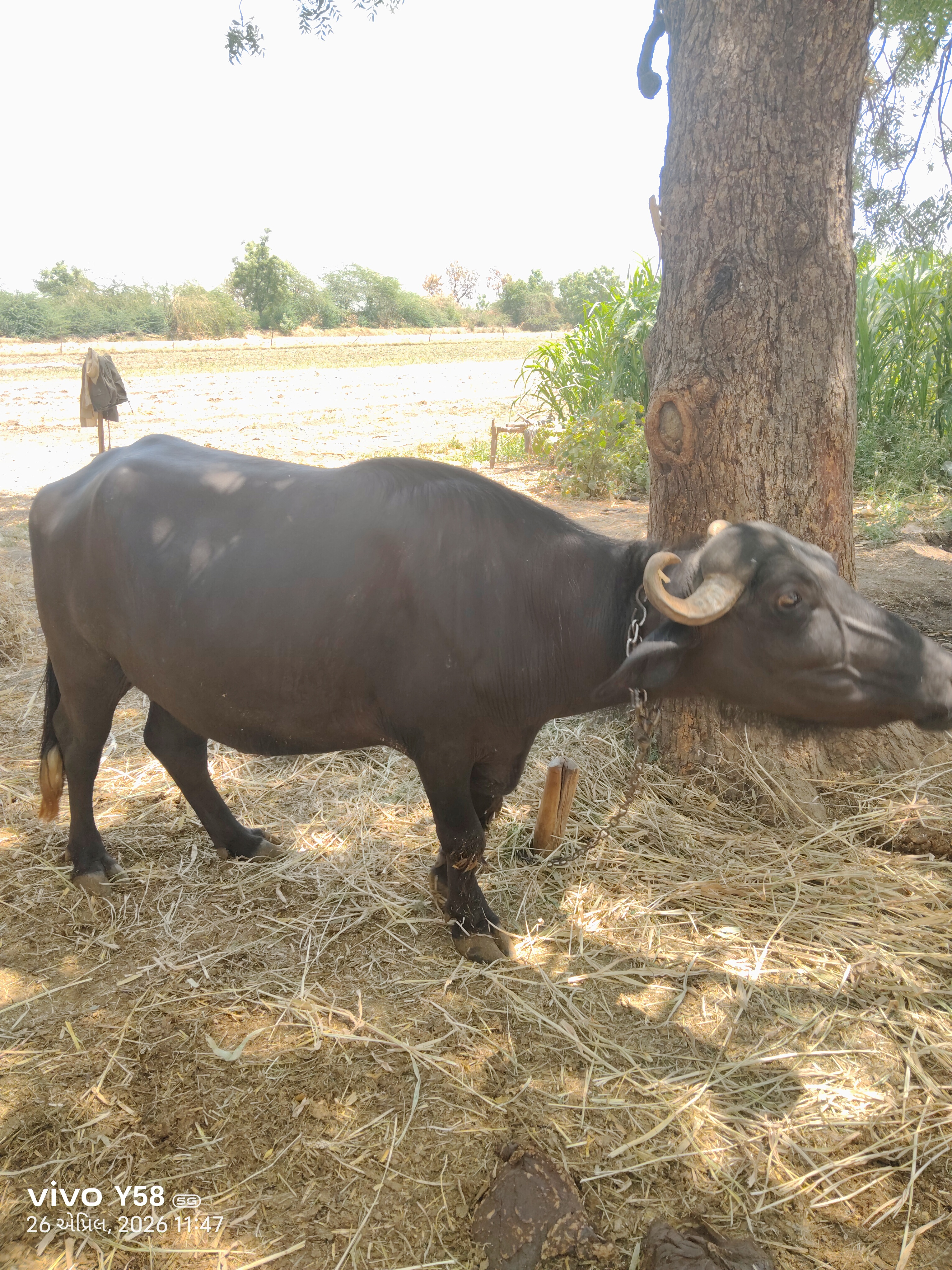 ભાવ થય જસે 2