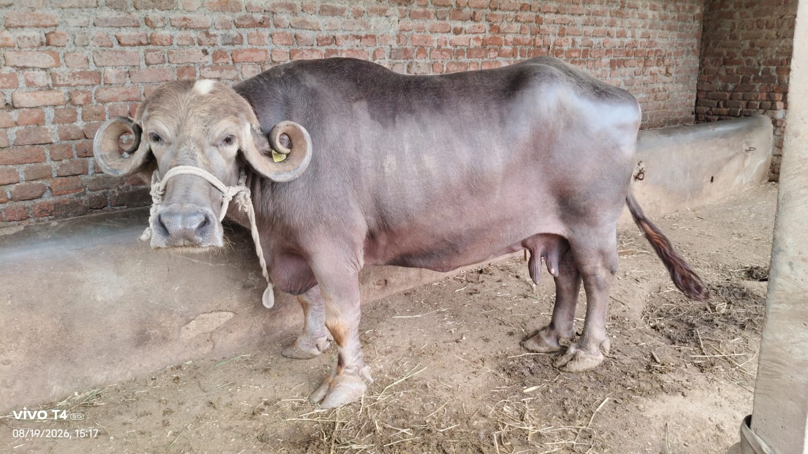 વેચાણ માટે