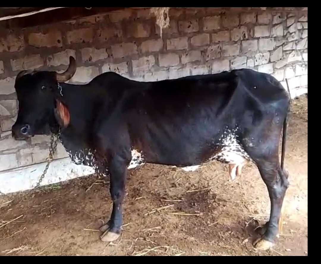 ₹23,000 માં  વેતર 3 દૂધ 4 લીટર વાસડો નહી ભાવ 23000