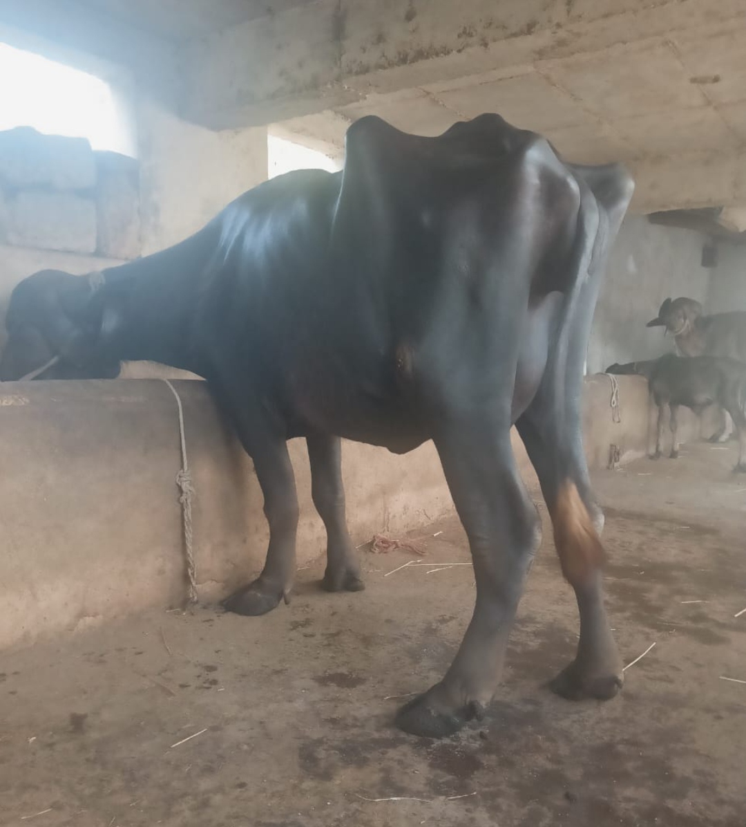 ₹95,000 માં  ત્રીજું વેતર 15 દિવસની કાચી ગામ ભાણવડ દેવ ભૂમી દ્વારકા