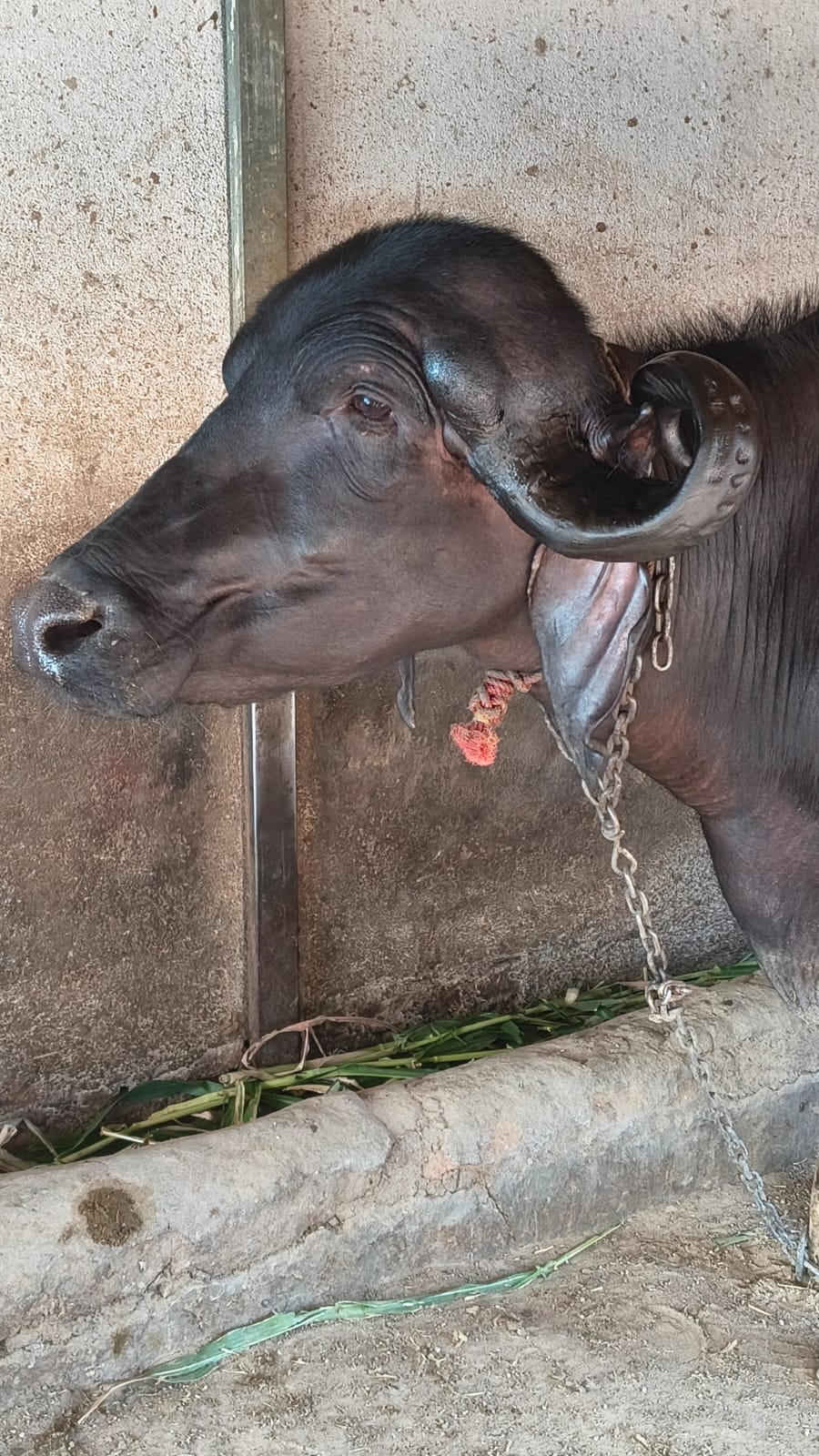 વેચાણ માટે 4