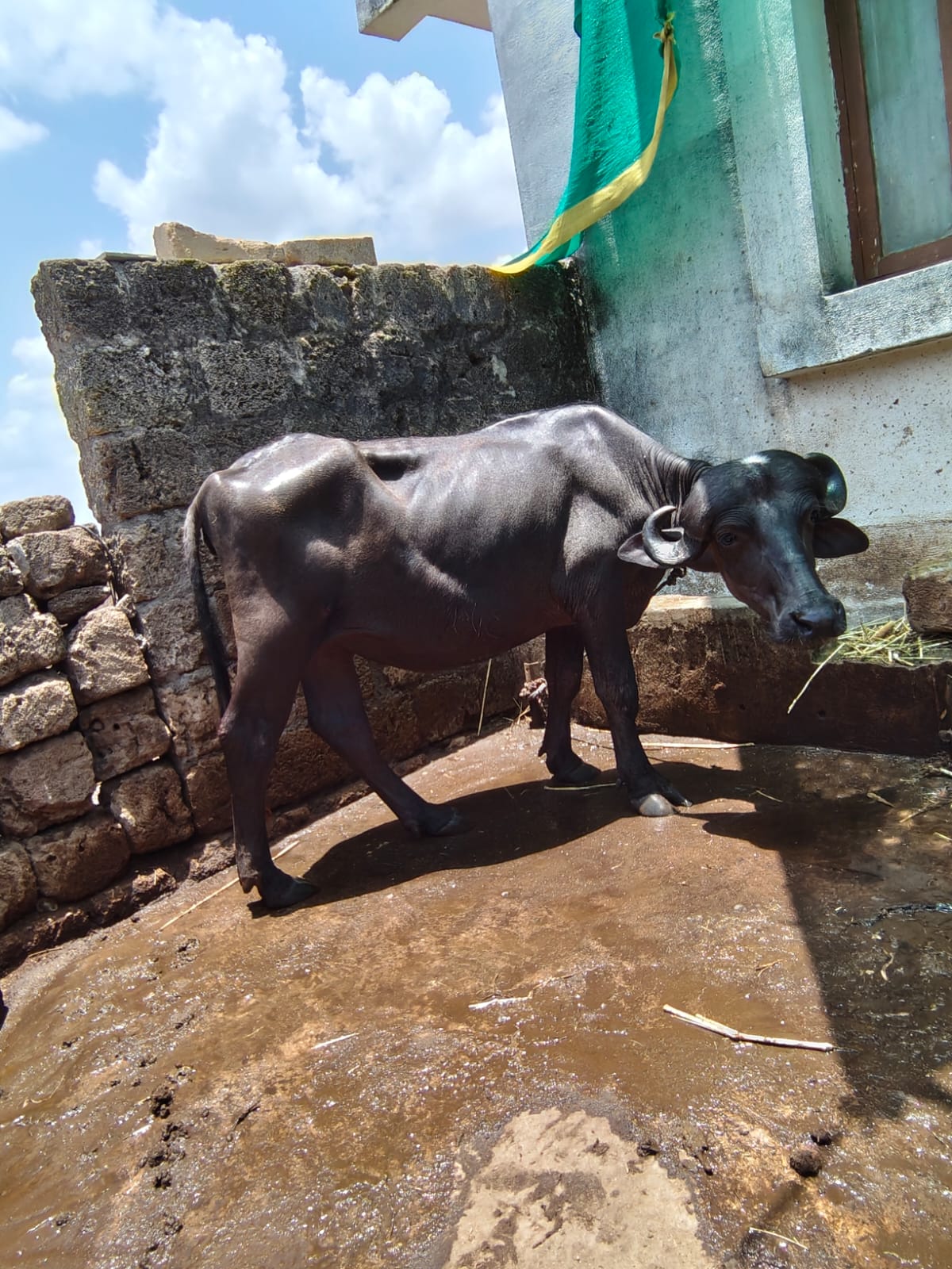 વેચાણ માટે 3