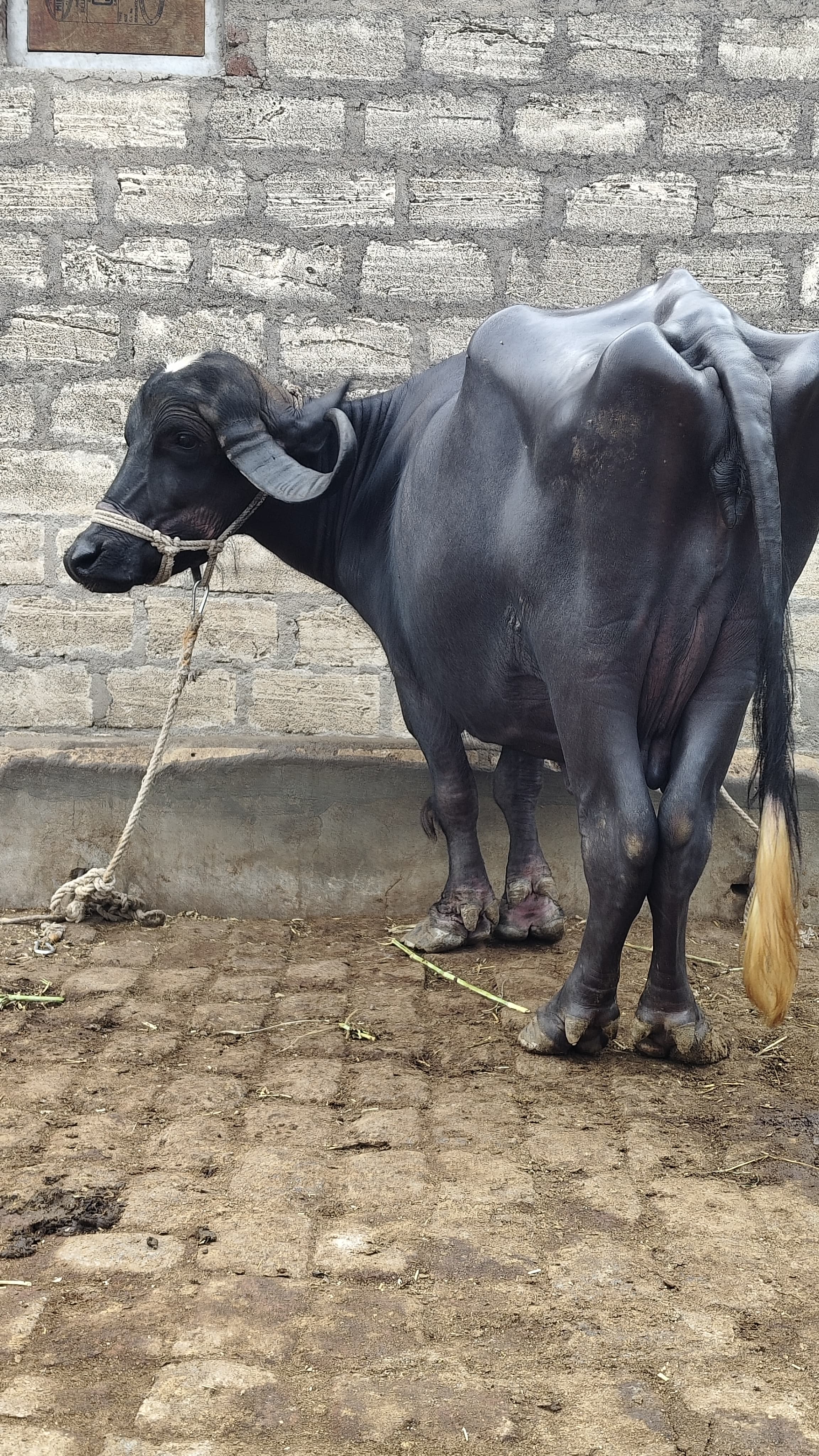 વેચાણ માટે 2