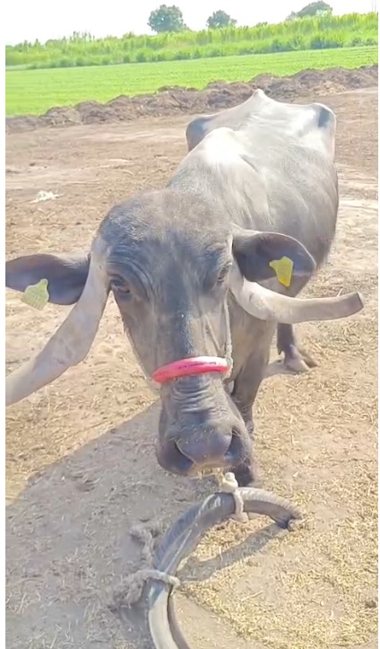 ભેંસ