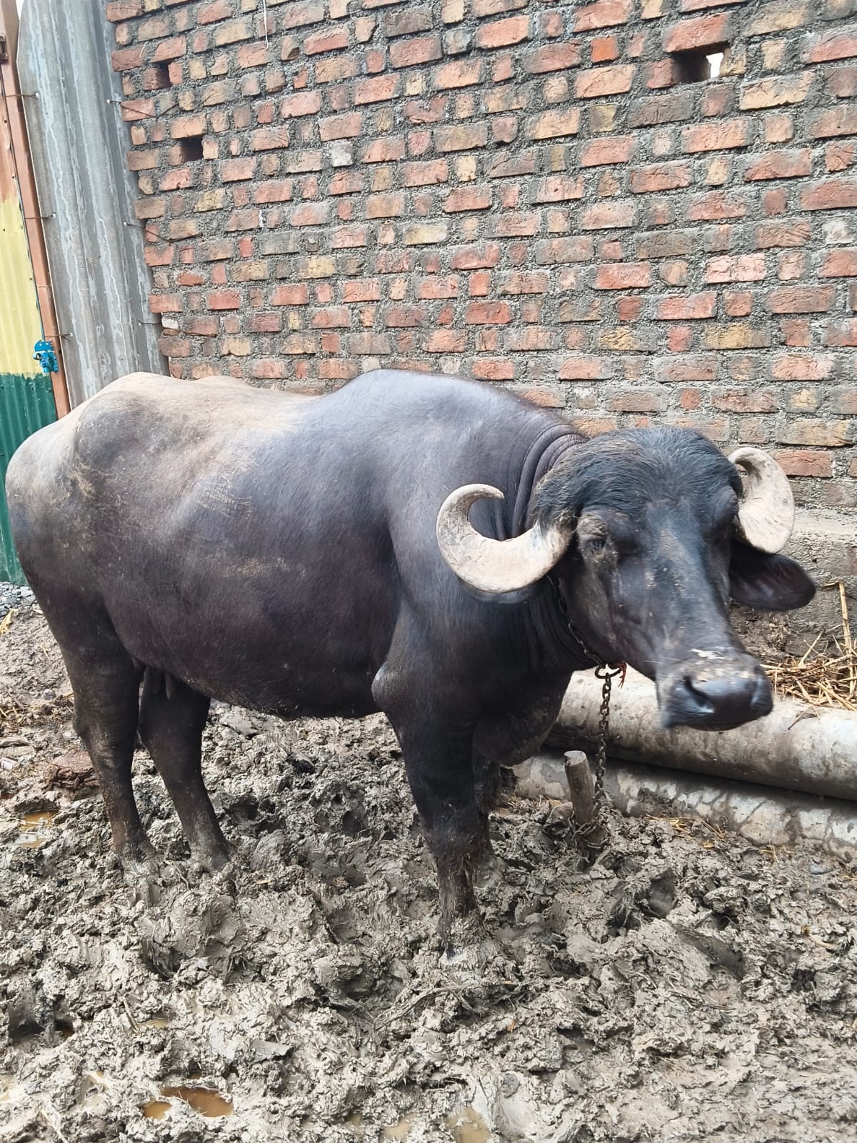 વેચાણ માટે