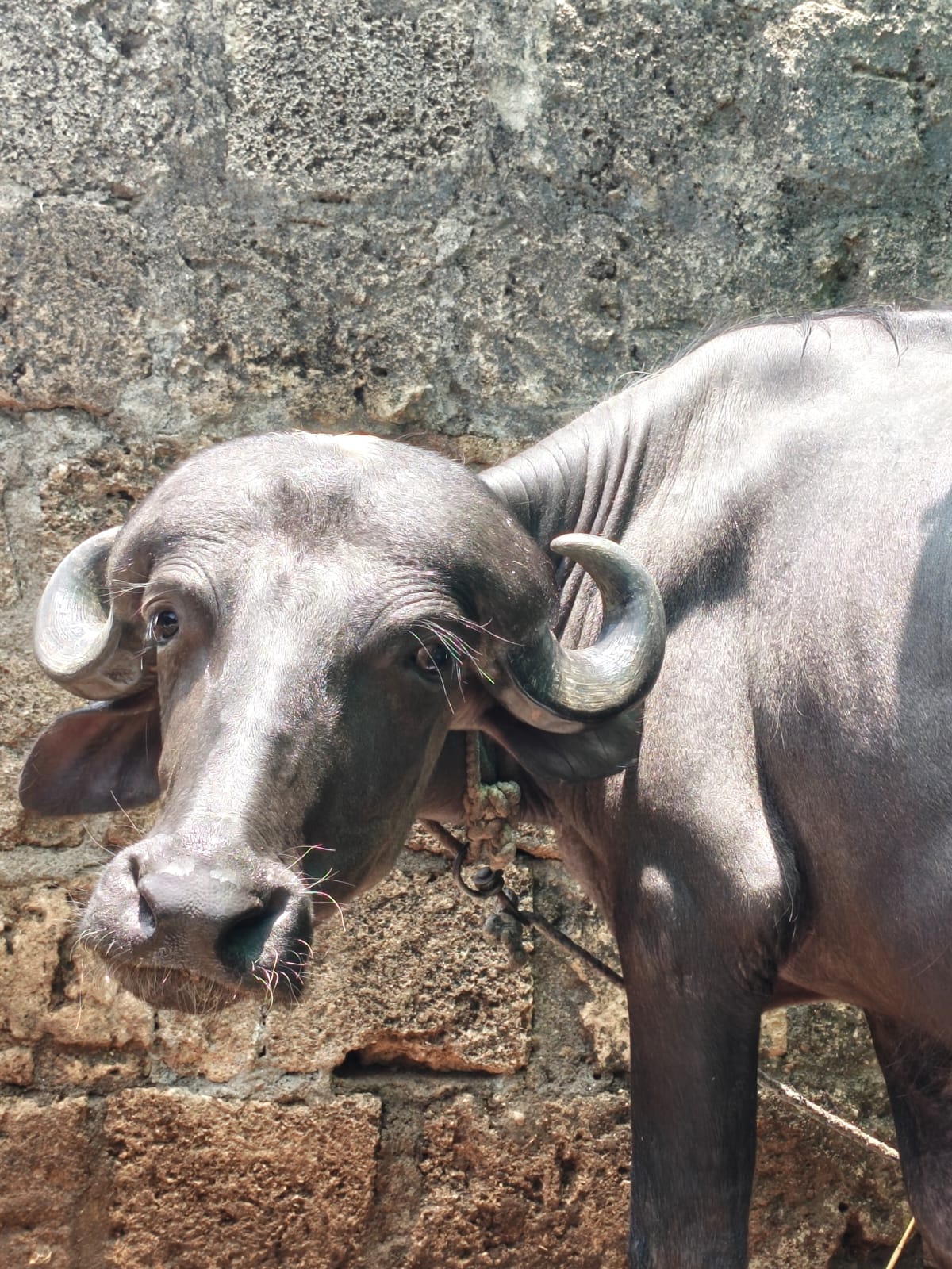 વેચાણ માટે 5