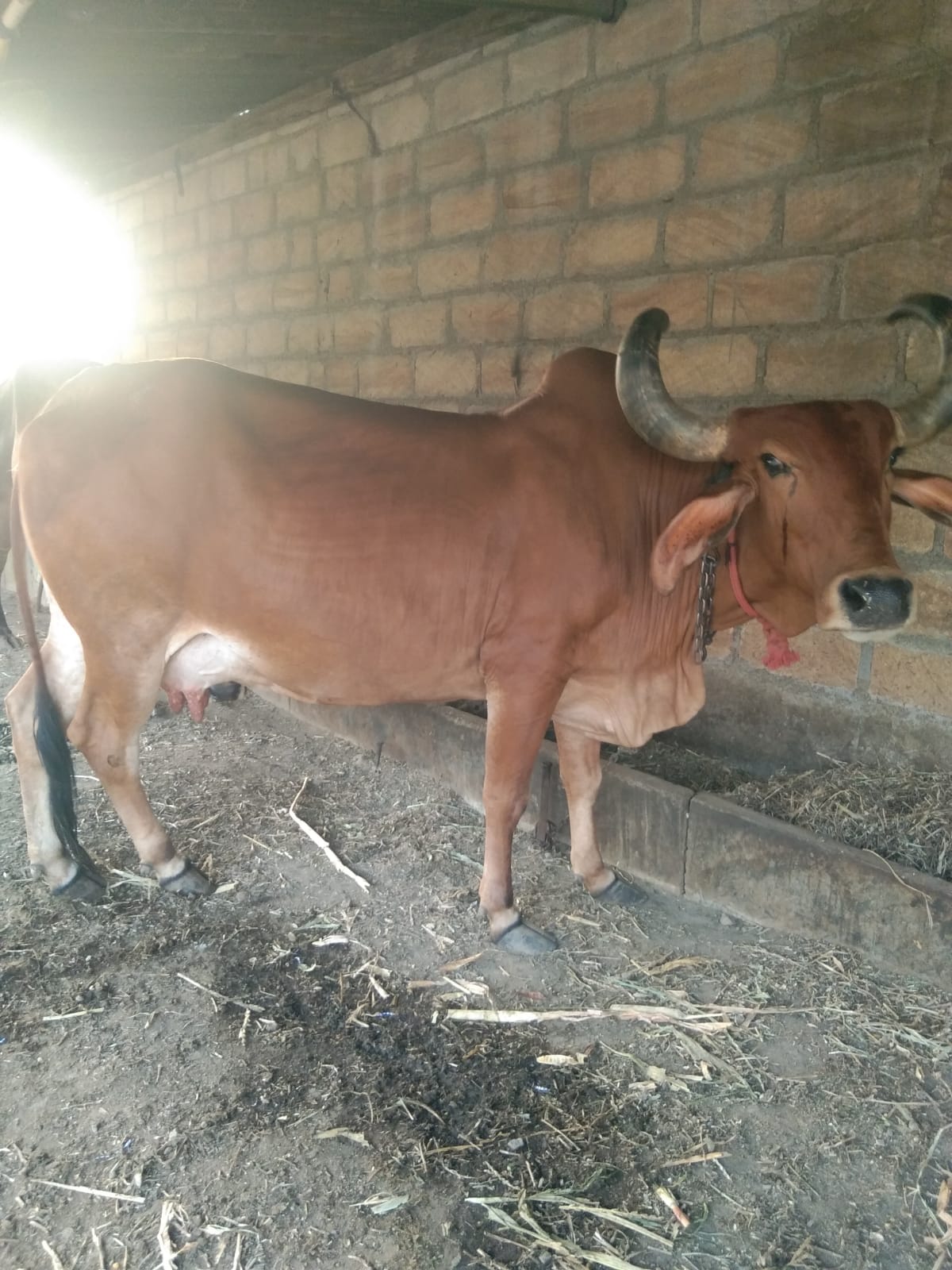વેચાણ માટે 3