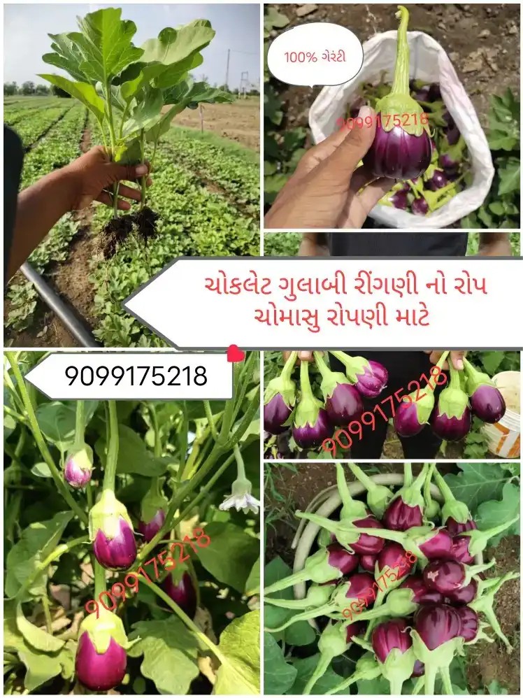 વેચાણ માટે