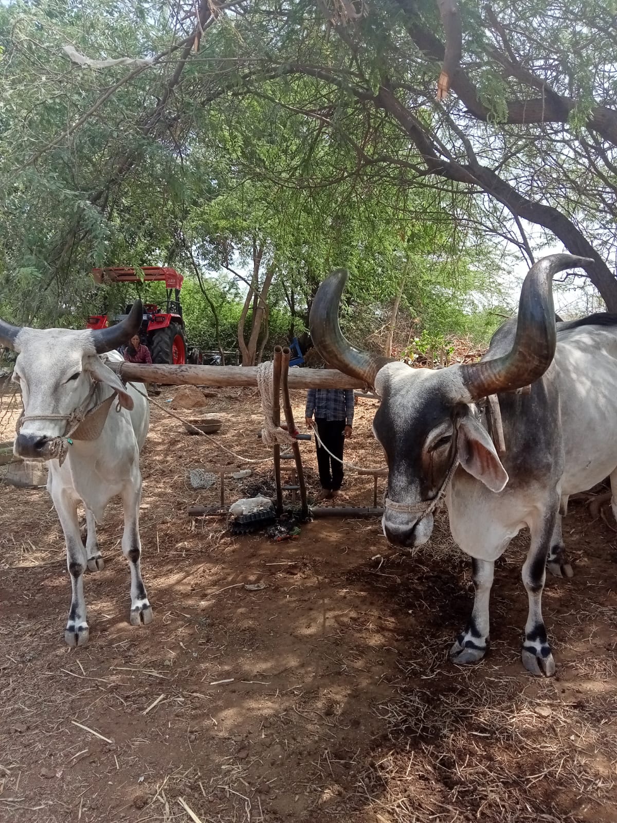 વેચાણ માટે