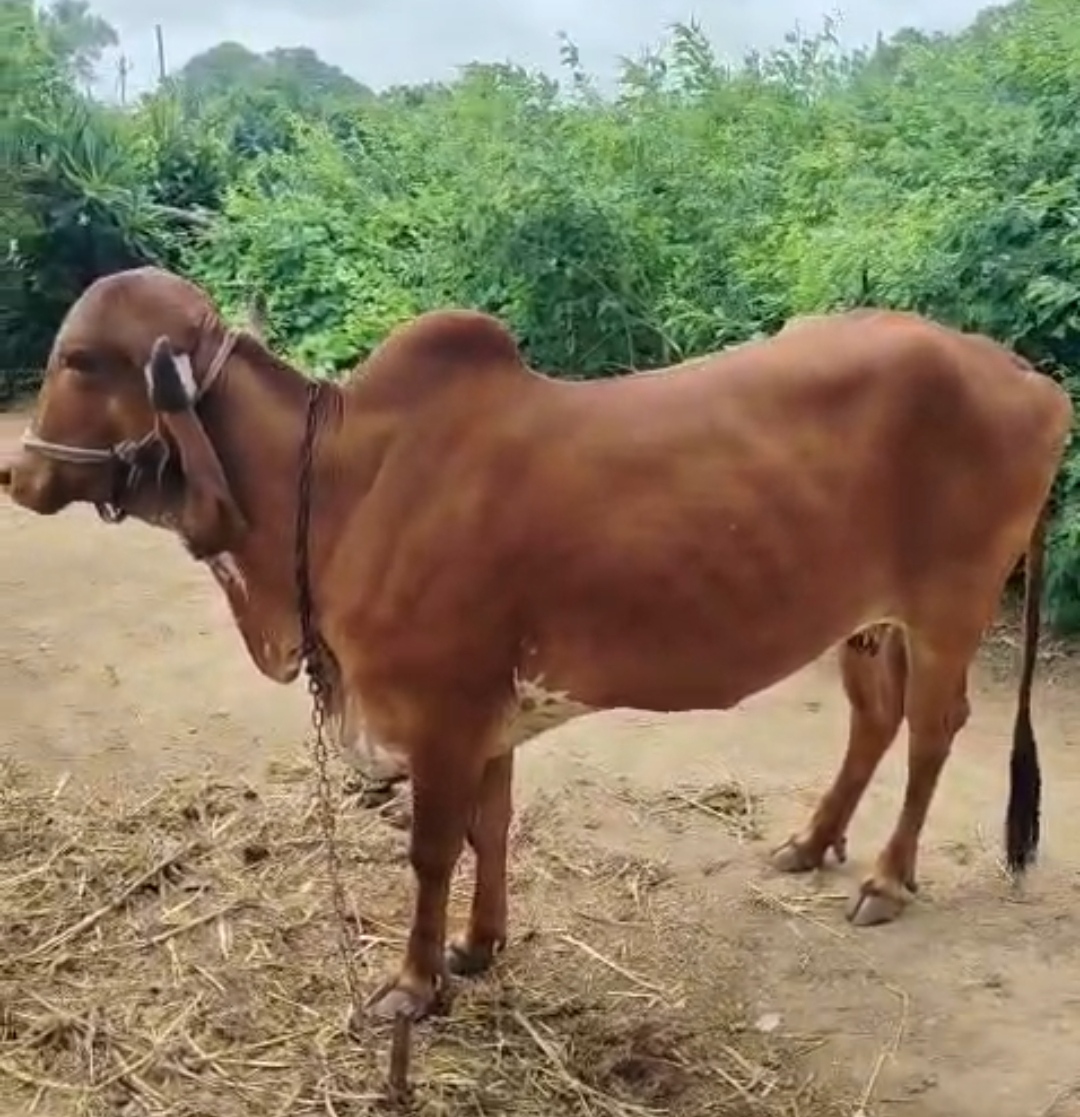 ₹50,000 માં  ગાય