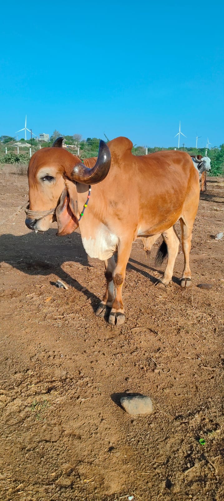 વેચાણ માટે