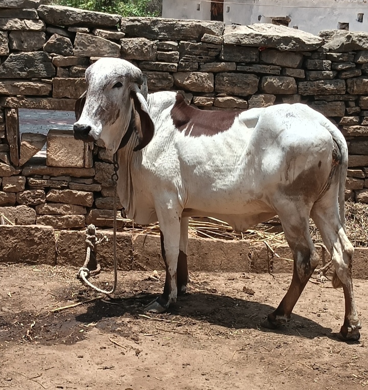વેચાણ માટે 2