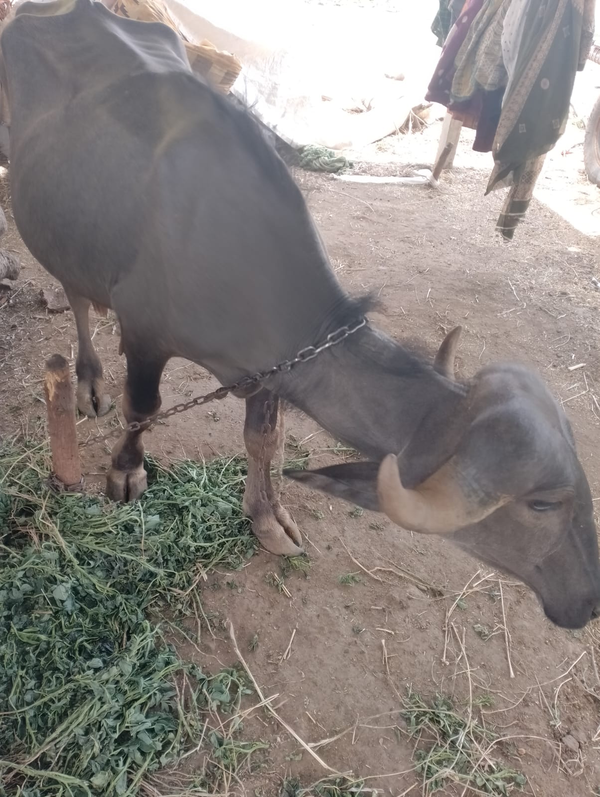 વેચાણ માટે 3
