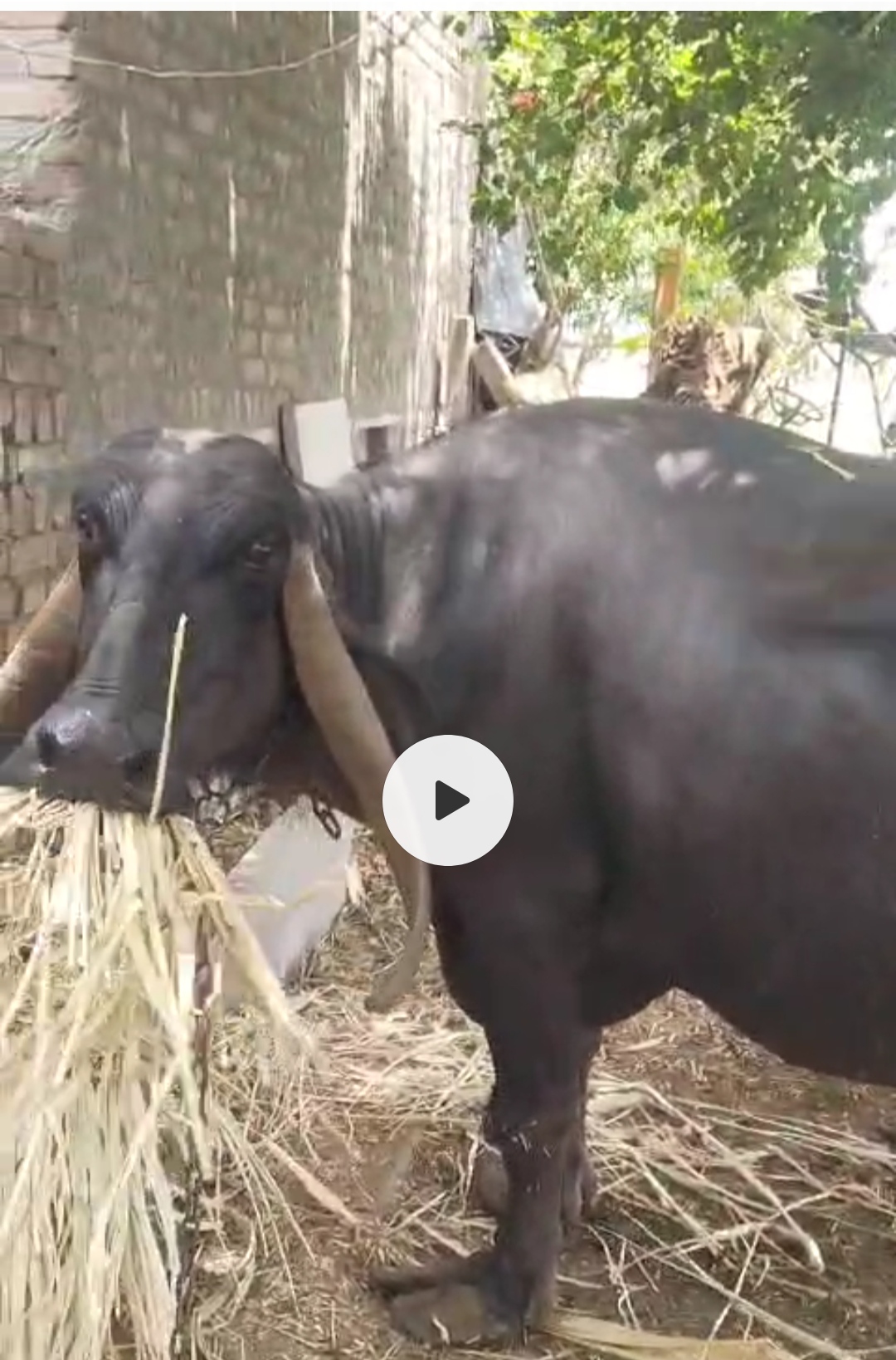 વેચાણ માટે