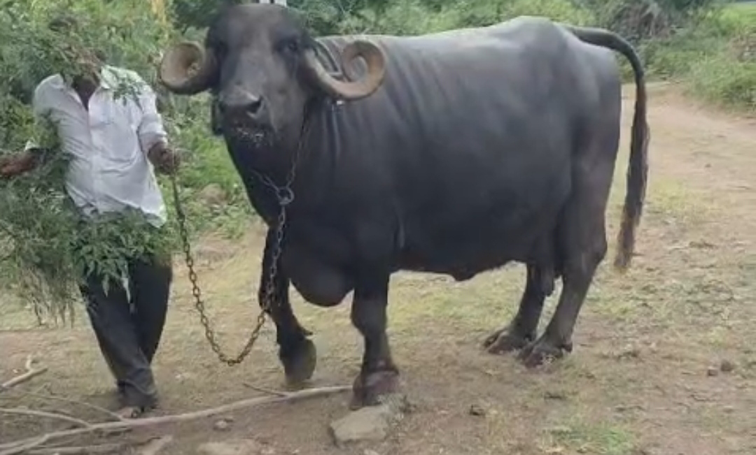 વેચાણ માટે 2