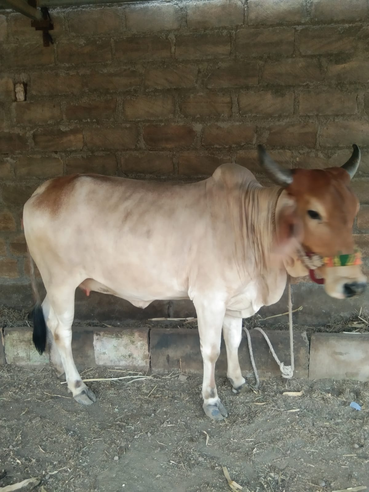 વેચાણ માટે 2
