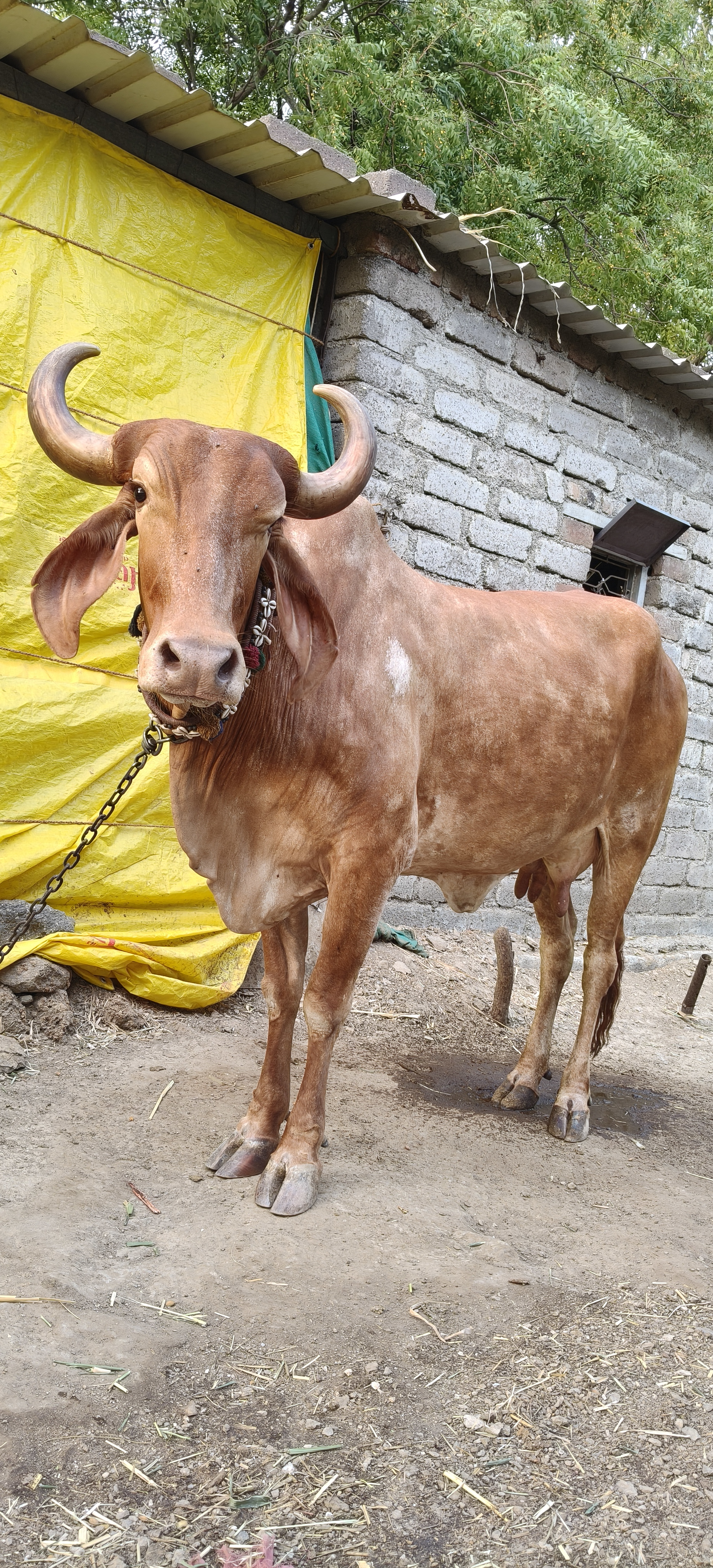 વેચાણ માટે