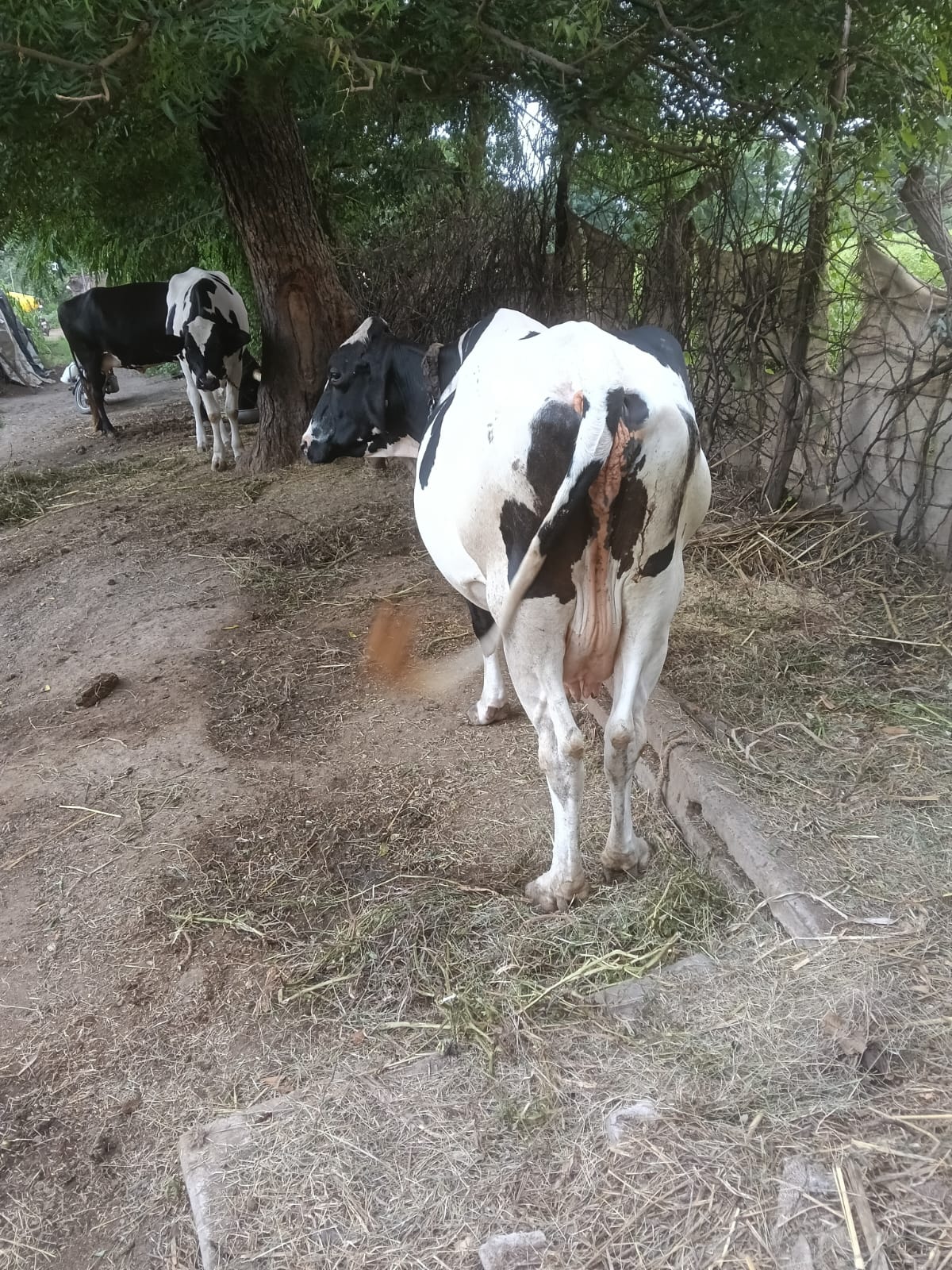 વેચાણ માટે 3