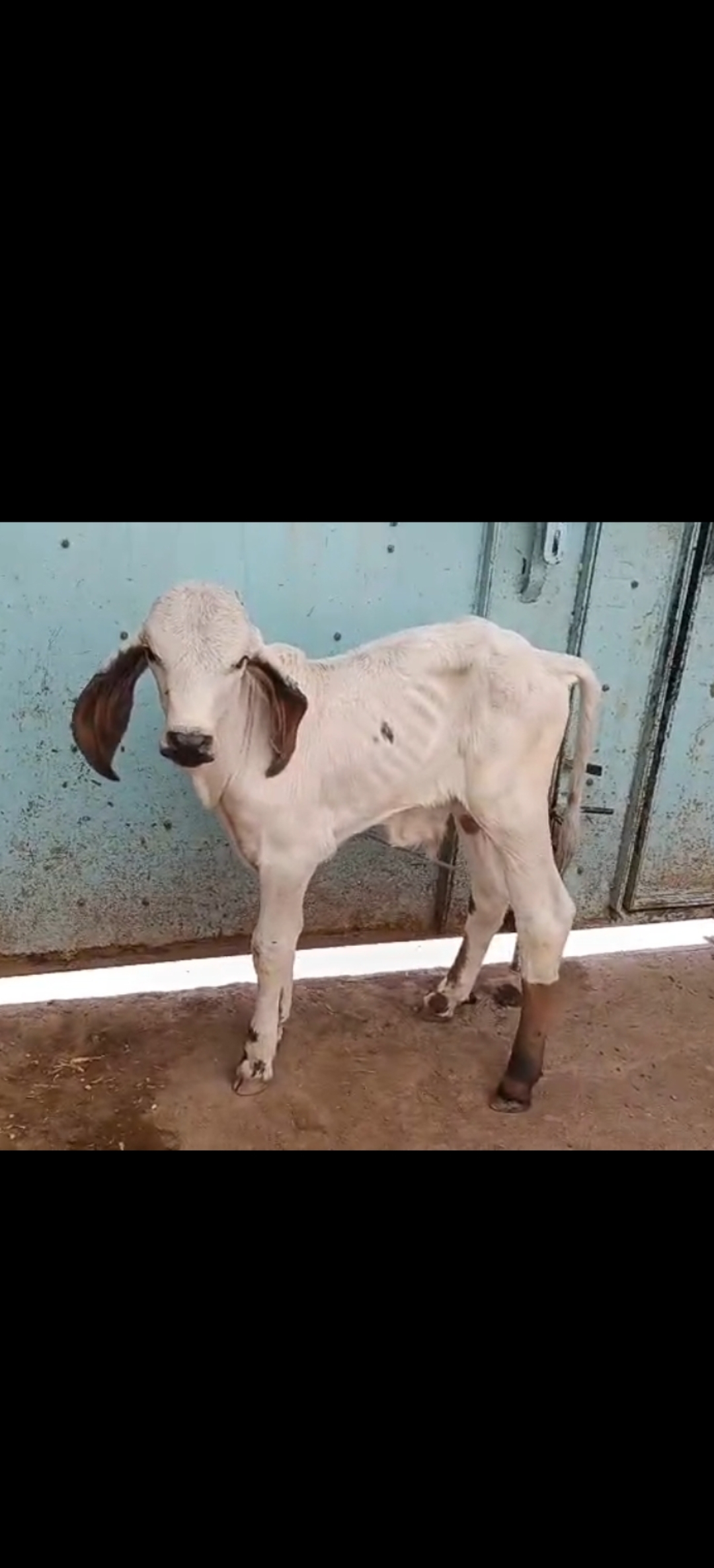 આ ગાય વેચવાની છે 2