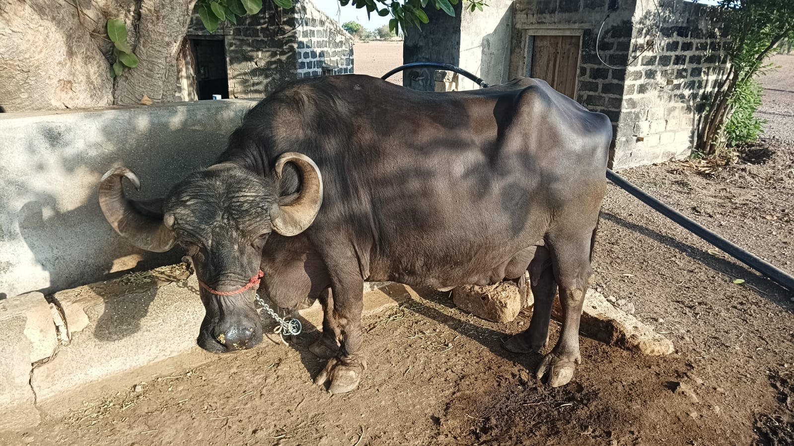 ₹200,000 માં  વીયાવા મા 25 થી 30 દિવસ ની વાર પૅટ આસર ની જવાબદારી વાળી દિવસ નુ દુધ 22