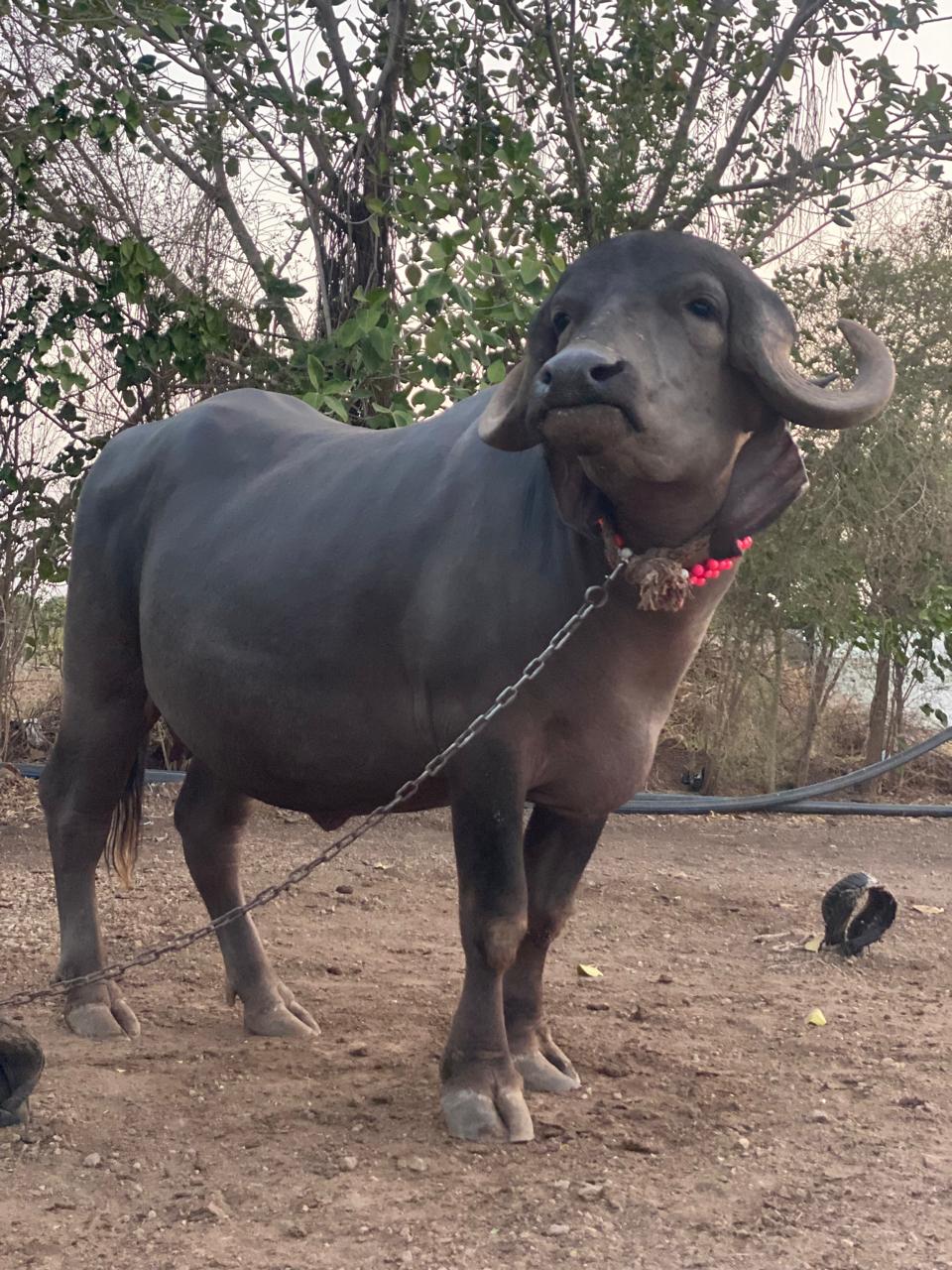 વેચાણ માટે