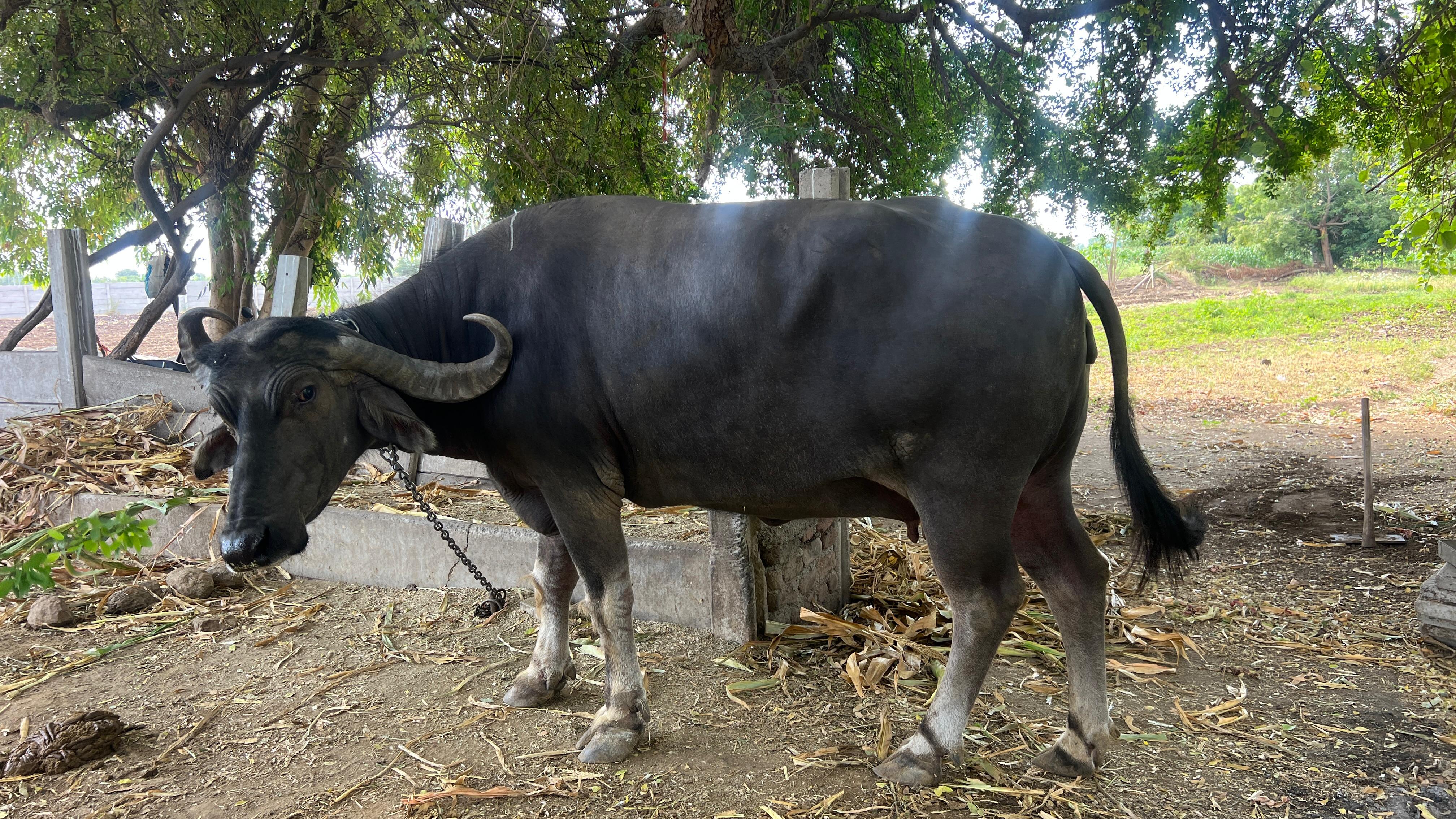વેચાણ માટે